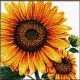 No count cross stitch Tournesol