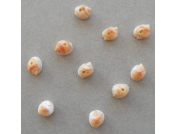 Perle coquillage